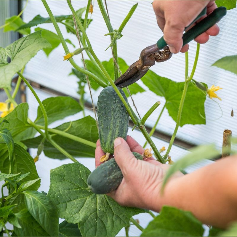 Hardening Seeds Mean The Harvest Window Is Slipping Away Hardening Seeds Mean The Harvest Window Is Slipping Away