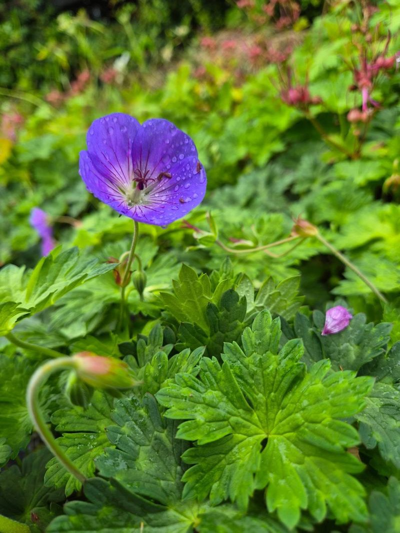 Hardy Geranium Hardy Geranium
