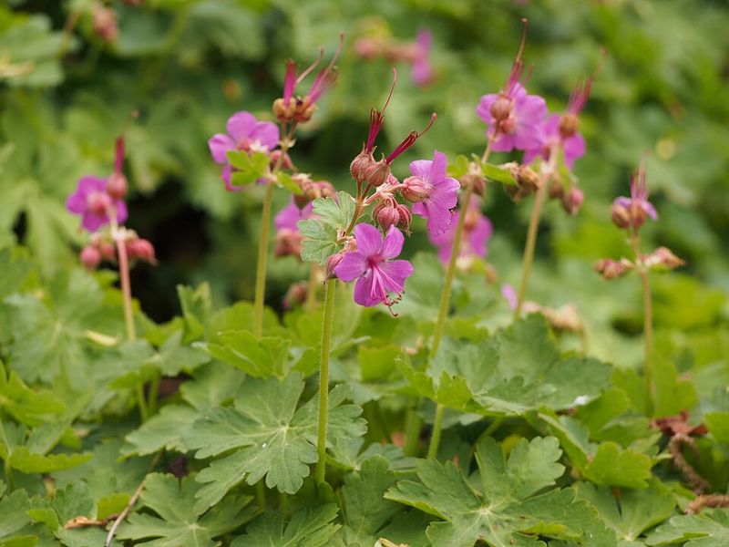 Hardy Geranium Hardy Geranium