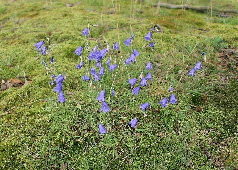 Harebell Is The Native Bluebell Most Gardeners Overlook