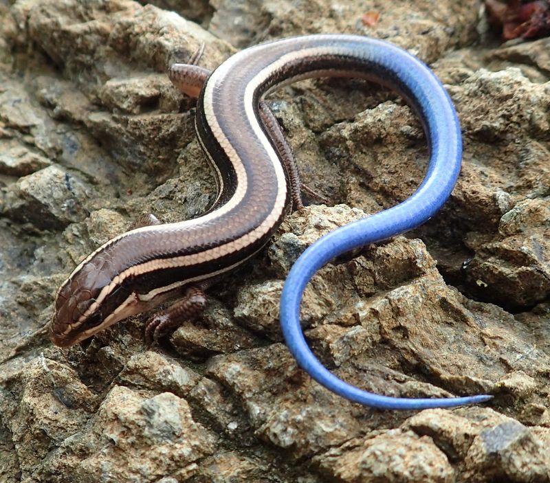 Harmless To Humans, Helpful For Pest Control Harmless To Humans, Helpful For Pest Control