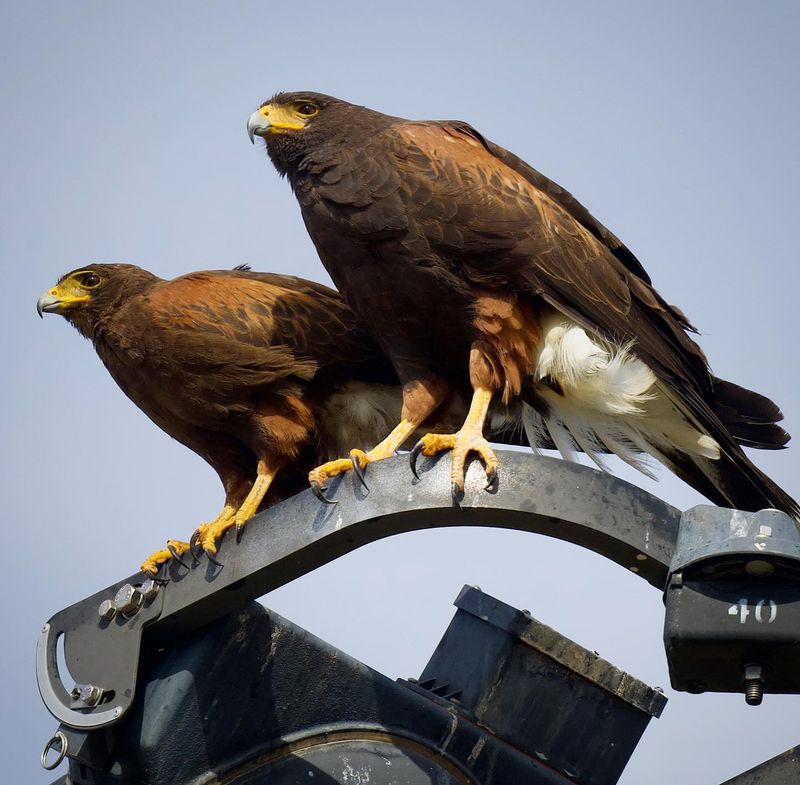 Harris's Hawks Often Spend Time In Groups