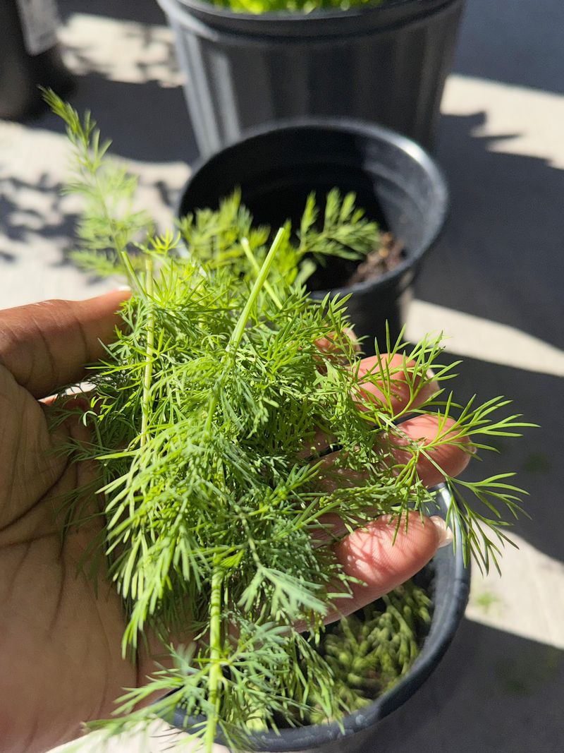 Harvest Dill Before Flowering Takes Over Harvest Dill Before Flowering Takes Over