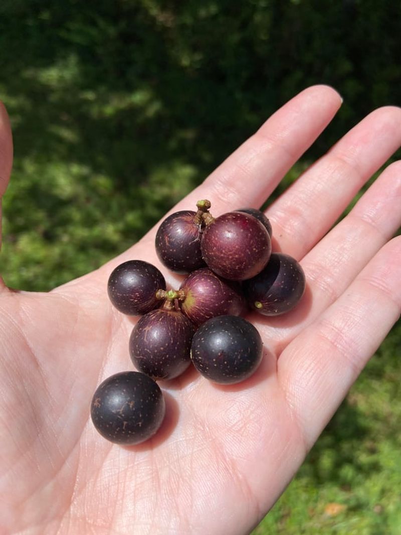 Harvest Every Few Days As Grapes Ripen Harvest Every Few Days As Grapes Ripen