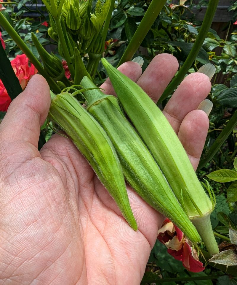 Harvest Every Few Days For Better Yields Harvest Every Few Days For Better Yields