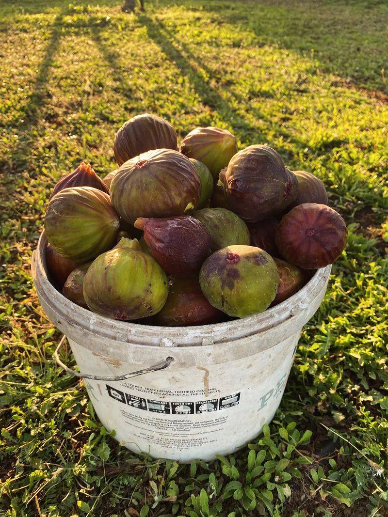 Harvest Fruit As Soon As It Ripens