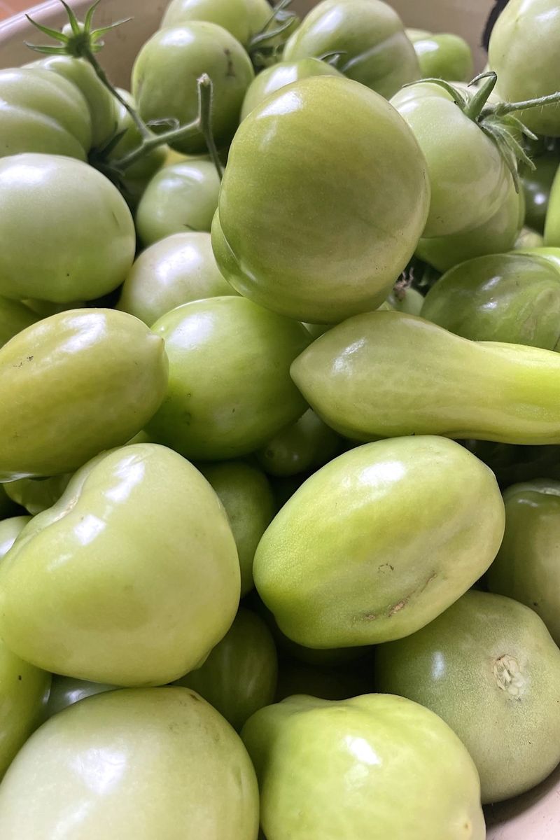 Harvest Mature Green Fruit Before Chilly Nights