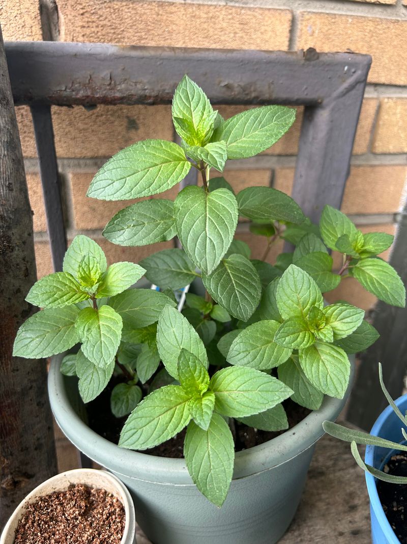 Harvest Mint While Growth Stays Tender Harvest Mint While Growth Stays Tender