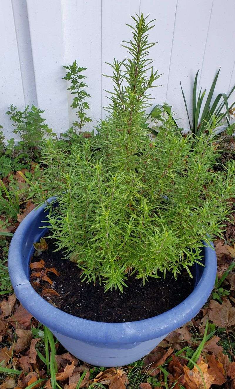 Harvest New Growth Without Stripping The Plant Harvest New Growth Without Stripping The Plant