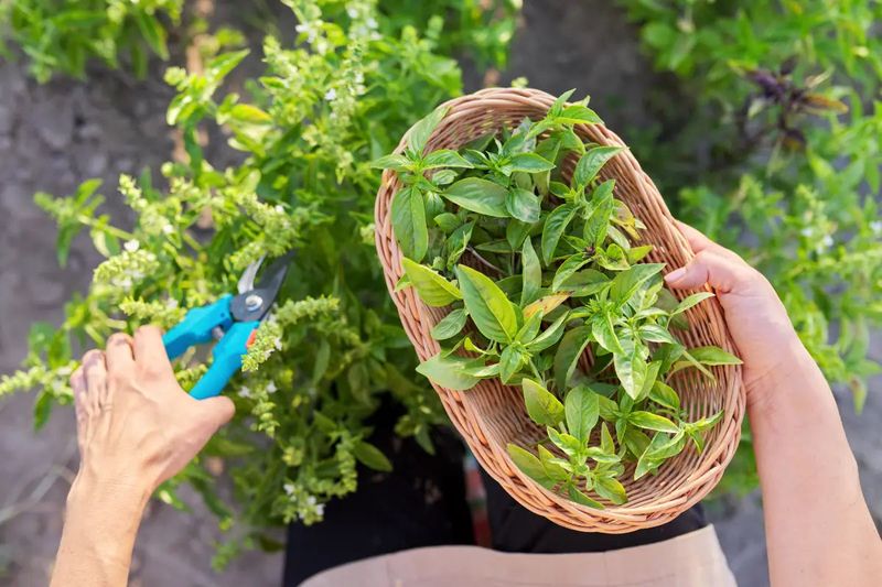 Harvest Often For A Bushier Plant