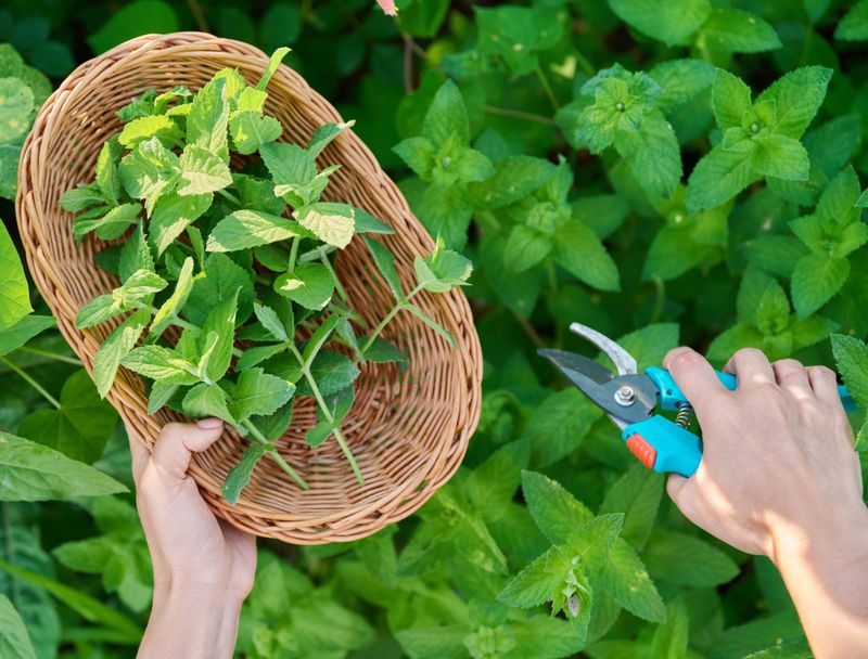 Harvest Often To Keep Plants Full Harvest Often To Keep Plants Full