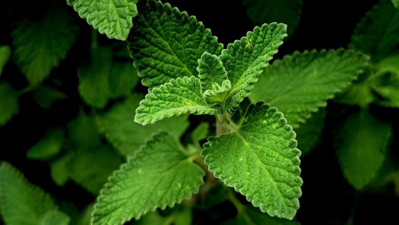 Harvest Peppermint Often For Fresh Fragrant Growth