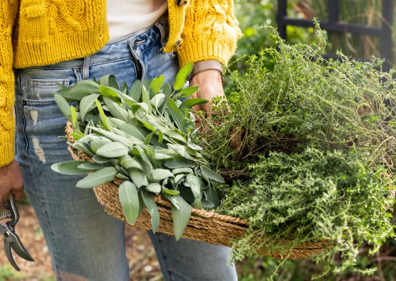 Harvest Perennial Herbs Before Cooler Weather Arrives Harvest Perennial Herbs Before Cooler Weather Arrives