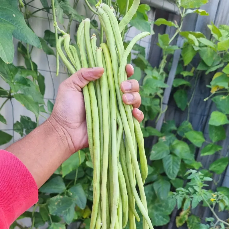Harvest Pods While They Stay Slender