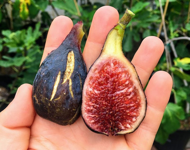Harvest Ripe Figs Promptly