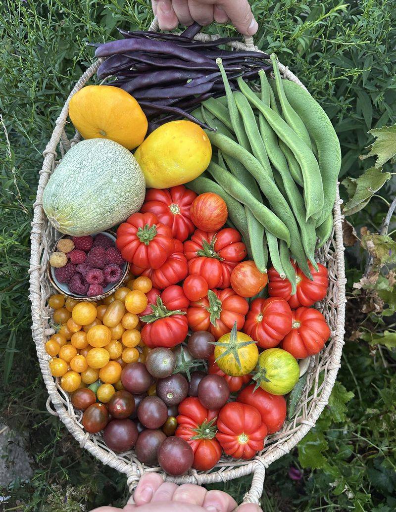 Harvest Ripe Produce Before Storm Damage Hits Harvest Ripe Produce Before Storm Damage Hits