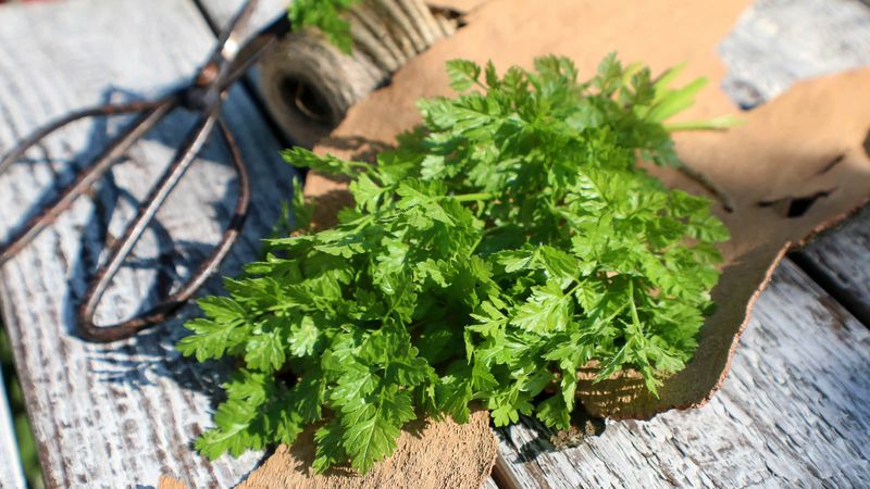 Harvest The Tender Leaves Regularly