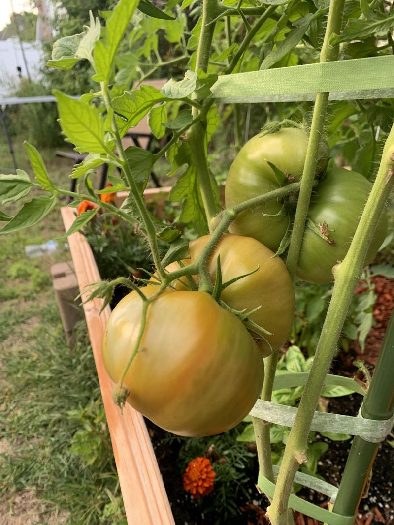 Harvest Tomatoes At First Color Harvest Tomatoes At First Color