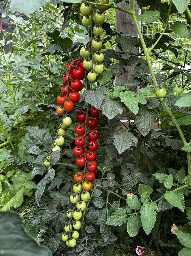 Harvest Tomatoes Before They Get Overripe