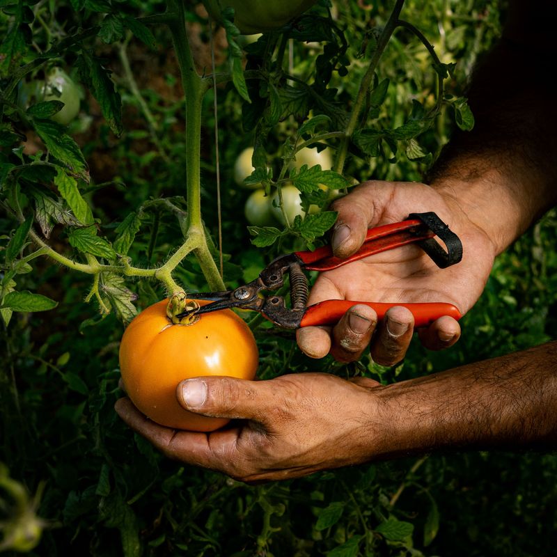 Harvest Tomatoes Earlier Before They Overripen Harvest Tomatoes Earlier Before They Overripen