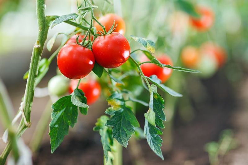 Harvest Turning Tomatoes Before Heavy Rain