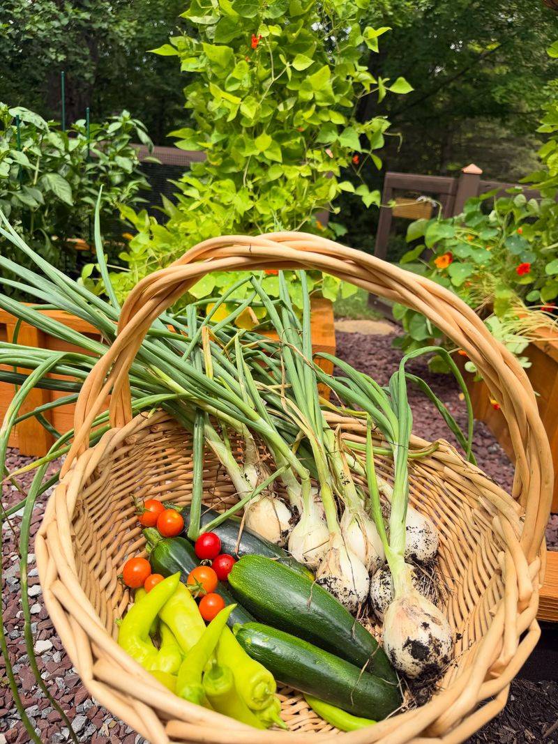 Harvest Vegetables Often Harvest Vegetables Often