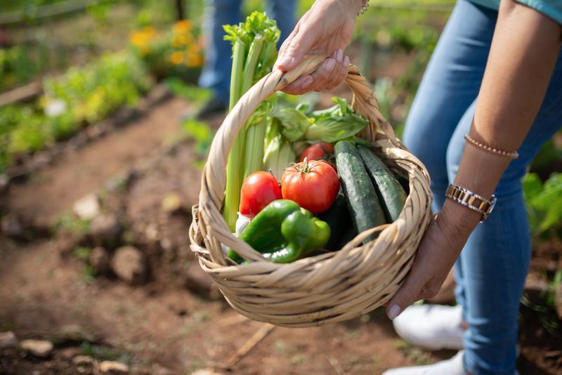 Harvest Vegetables Regularly For Continued Production Harvest Vegetables Regularly For Continued Production