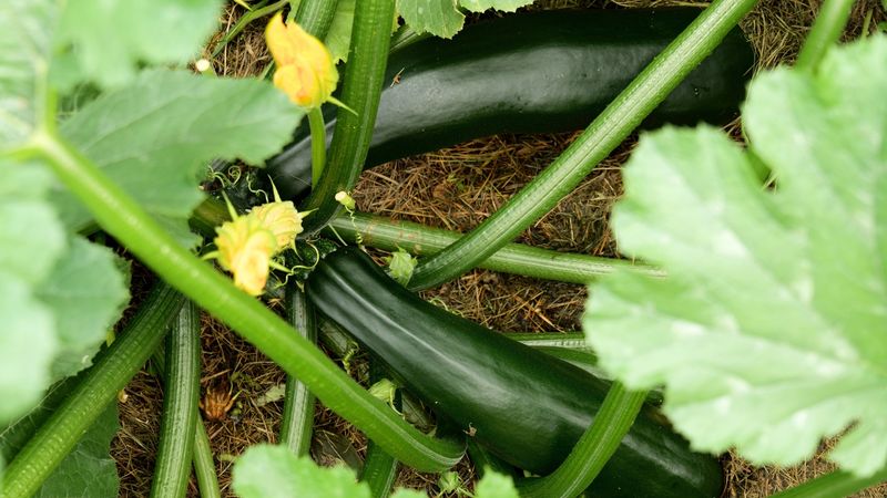Harvest Zucchini While The Fruits Are Still Young And Tender Harvest Zucchini While The Fruits Are Still Young And Tender