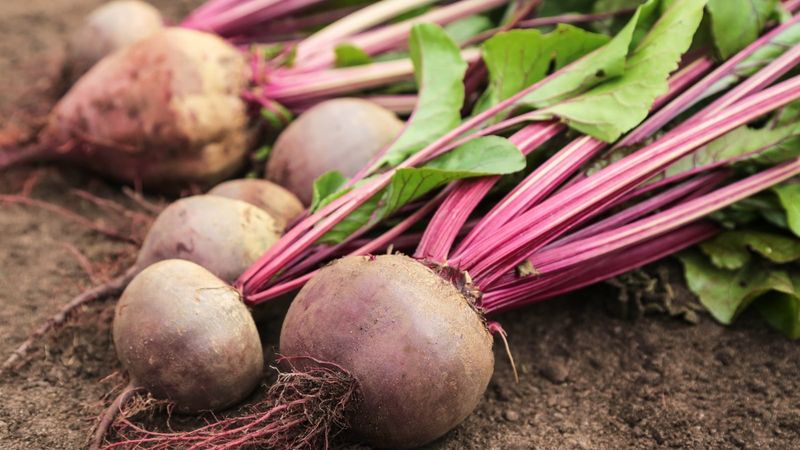Harvest by Root Size and Weather Harvest by Root Size and Weather