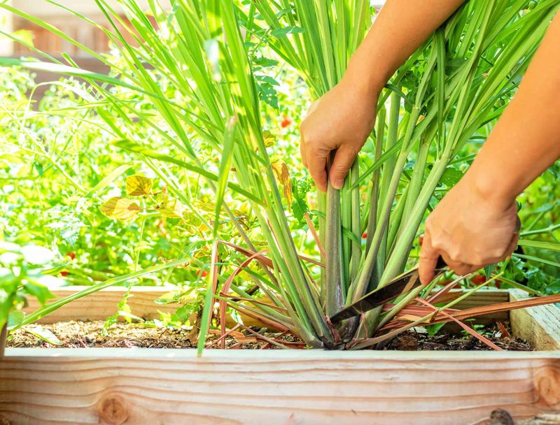 Harvesting Leaves Promotes Fresh New Shoots Harvesting Leaves Promotes Fresh New Shoots