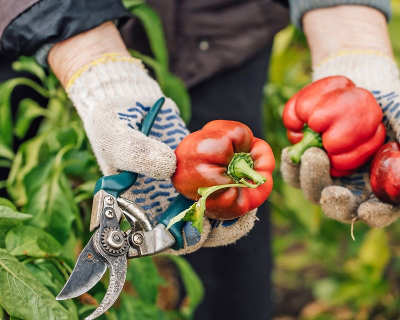 Harvesting Regularly Encourages Continued Production
