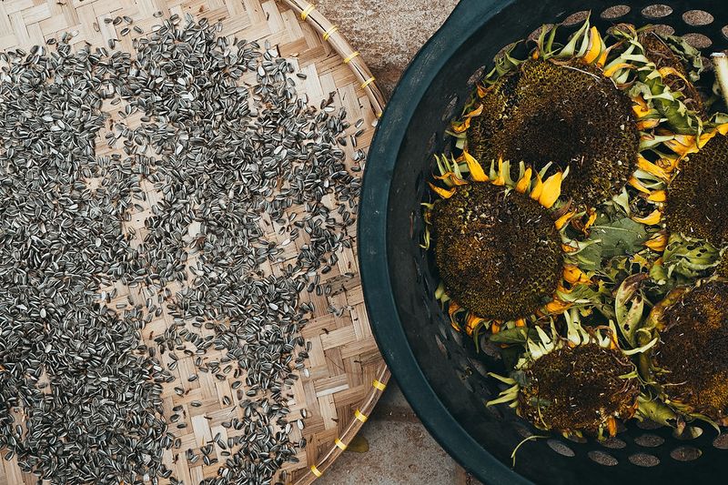 Harvesting Seed Heads Changes What Wildlife Can Reach