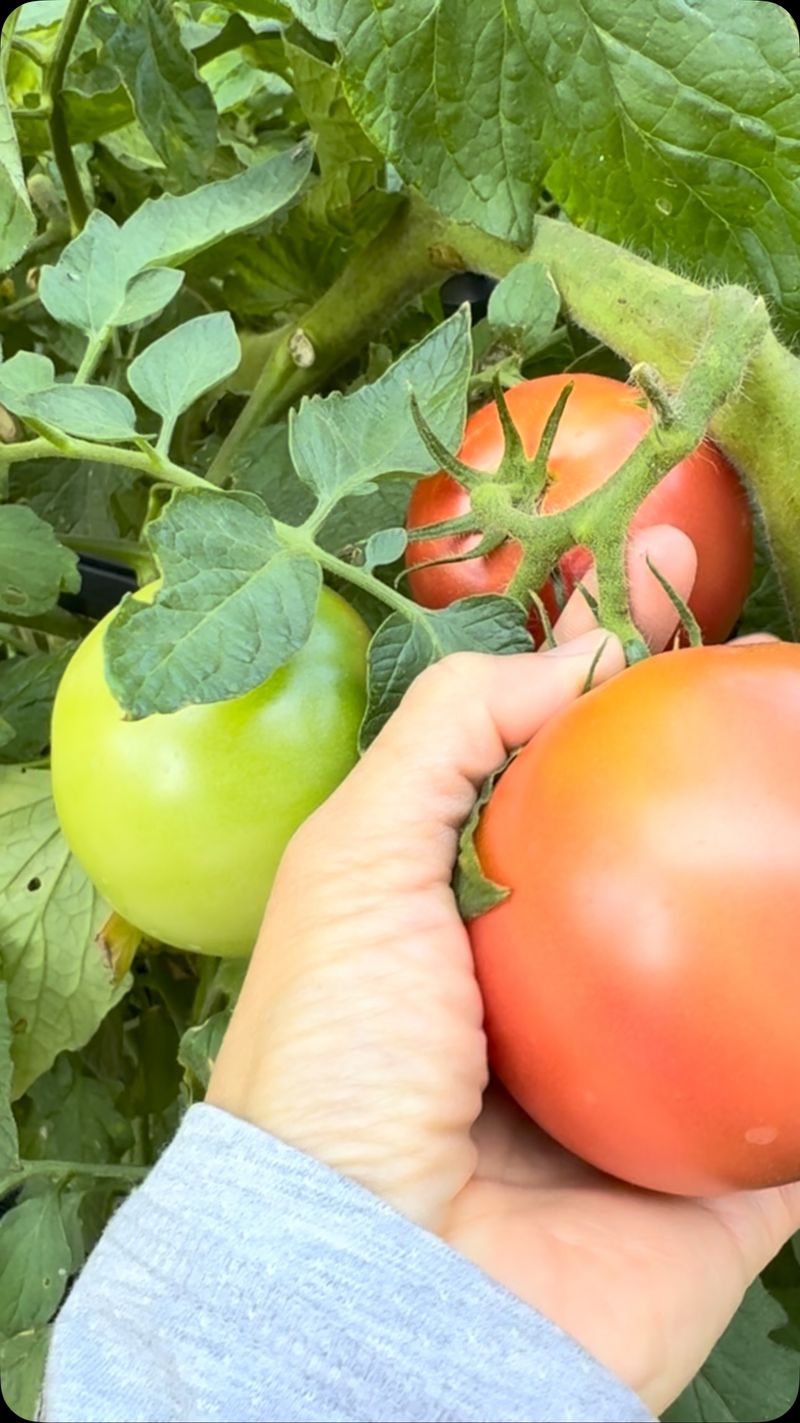 Harvesting Techniques That Limit Contact With Wet Plants