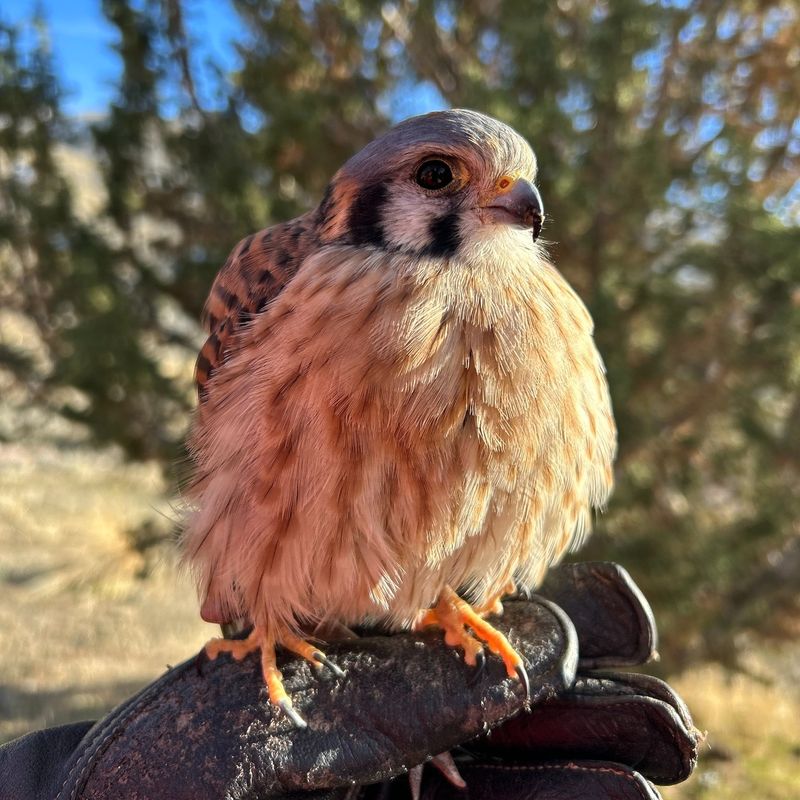 Having Kestrels Nearby Can Add Natural Balance To The Yard Having Kestrels Nearby Can Add Natural Balance To The Yard