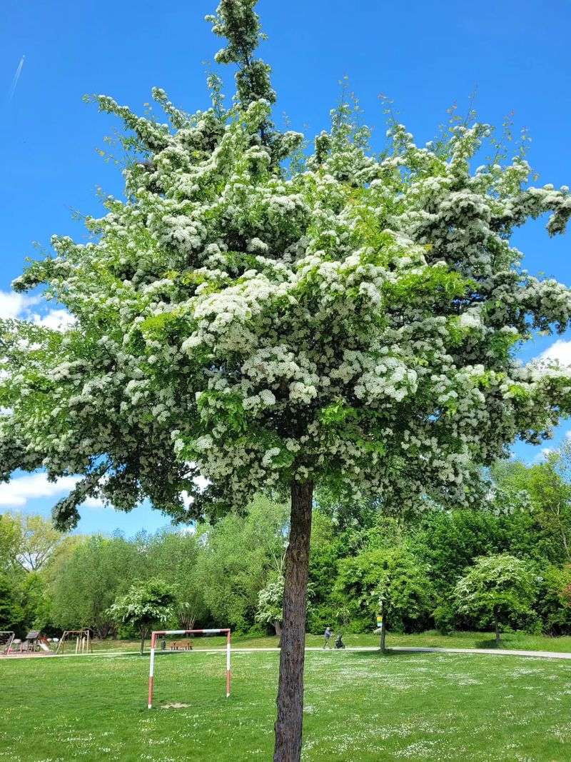 Hawthorn Hawthorn