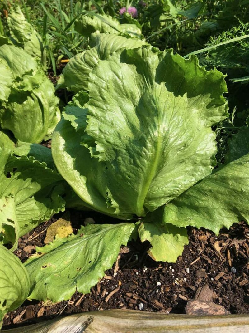 Head Lettuce Fits Into The Early Fall Garden