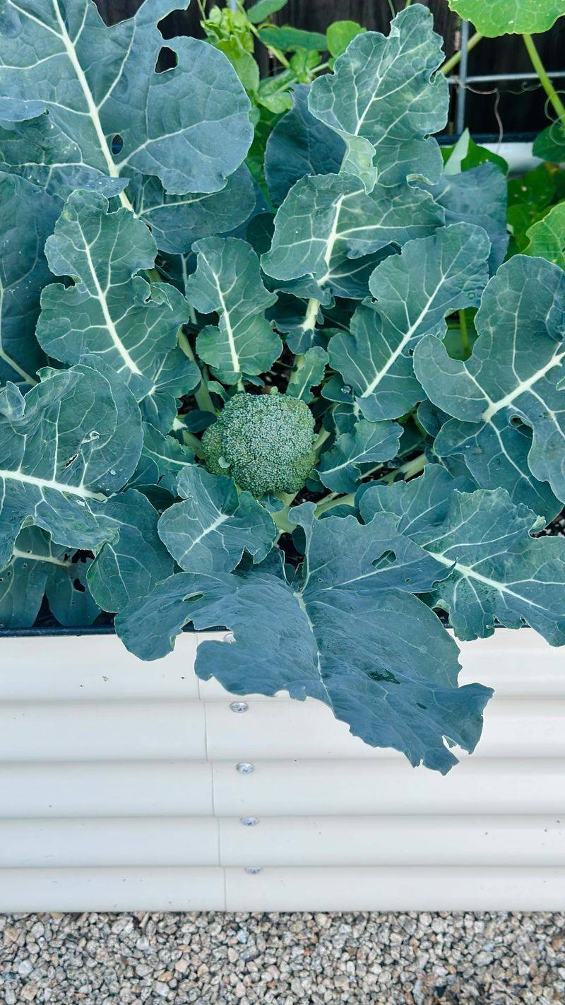 Heading Broccoli Needs Perfect Timing