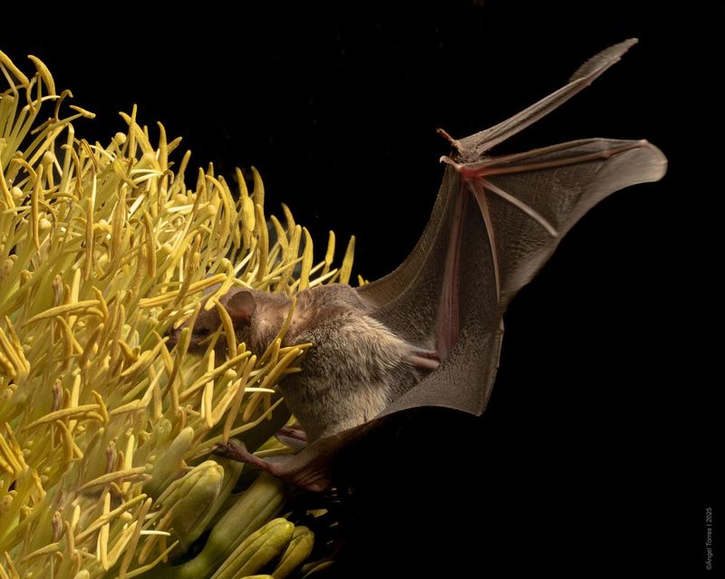 Healthy Bat Populations Support Future Cactus Growth Healthy Bat Populations Support Future Cactus Growth