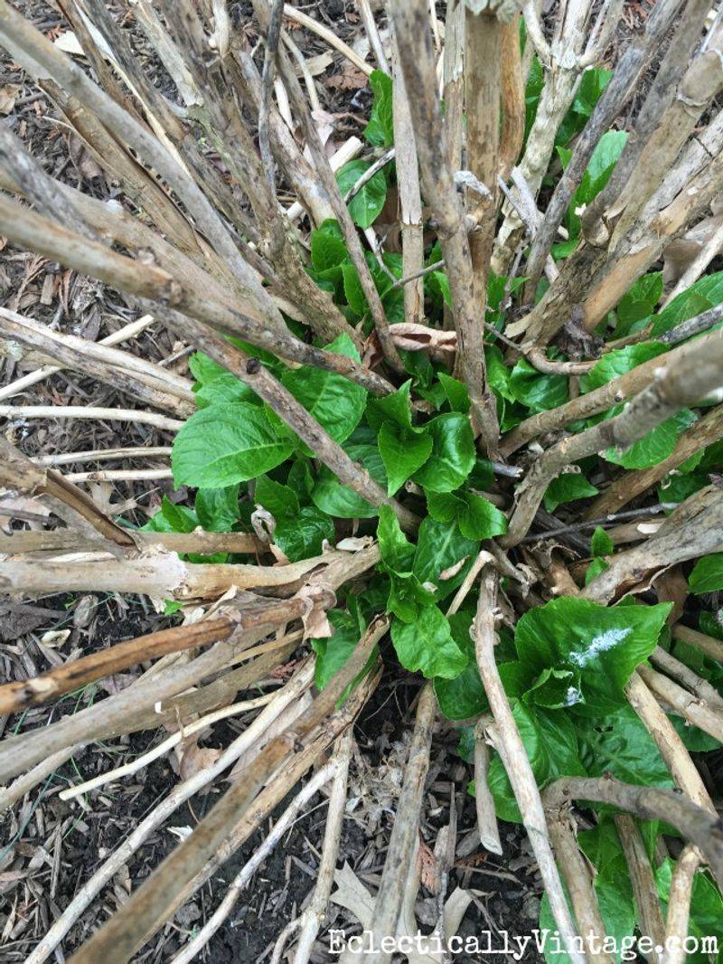 Healthy Canes Are Worth Protecting Through Fall Healthy Canes Are Worth Protecting Through Fall
