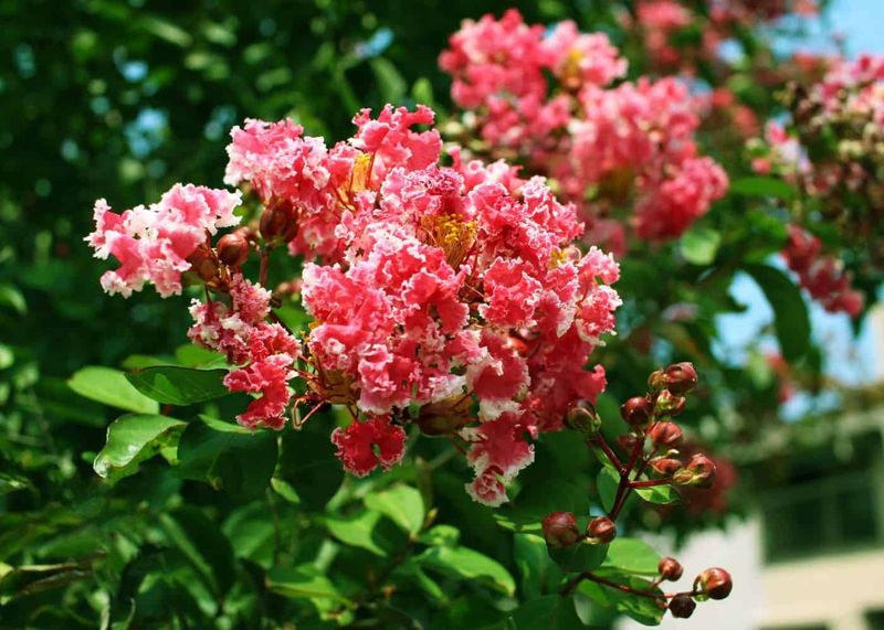 Healthy Care Helps Crepe Myrtles Recover