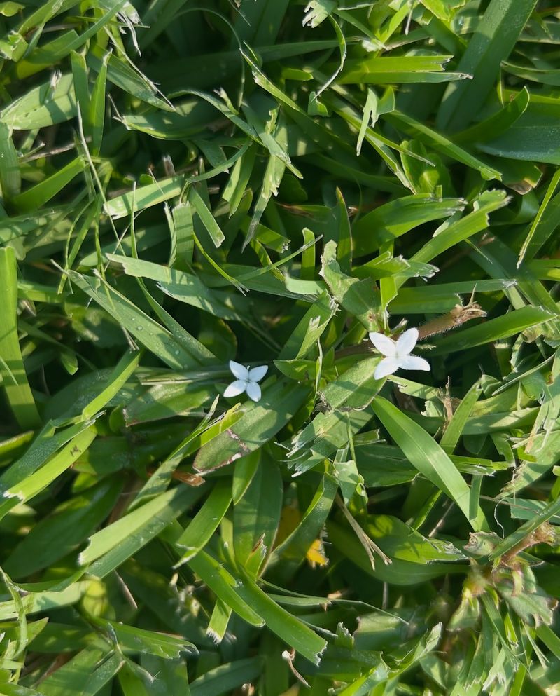 Healthy Grass Can Compete With This Weed Healthy Grass Can Compete With This Weed