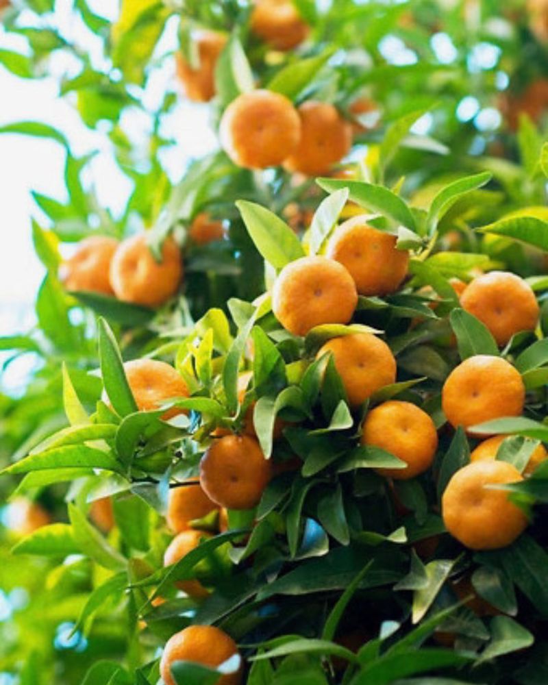 Healthy Green Leaves Show Good Tree Vigor