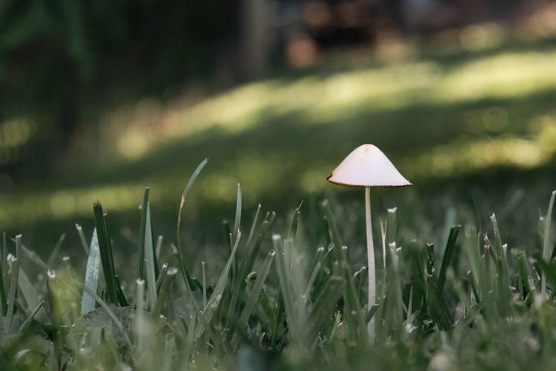 Healthy Lawn Or Warning Sign, What Mushrooms Really Indicate Healthy Lawn Or Warning Sign, What Mushrooms Really Indicate