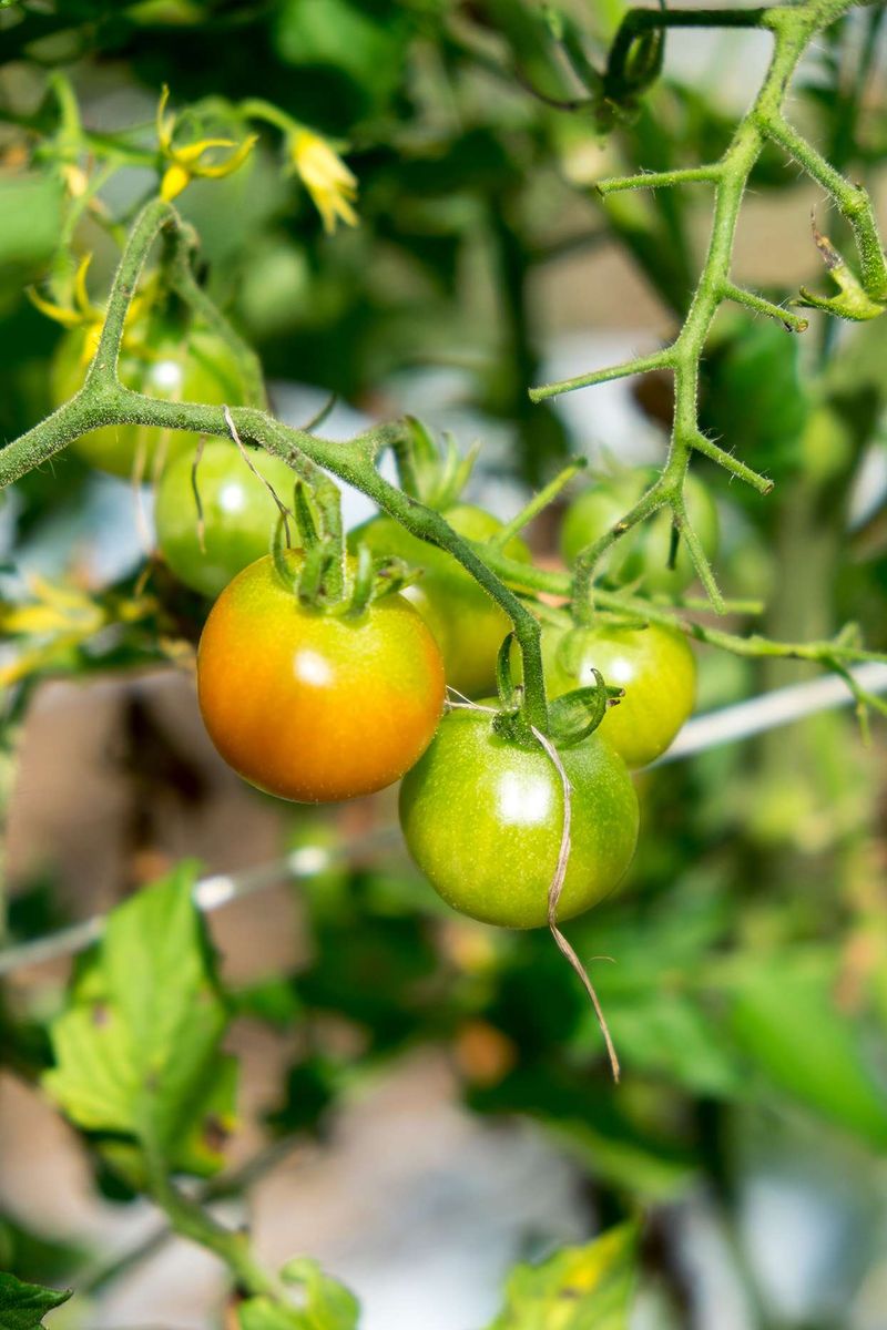 Healthy Leaf Cover Shields Ripening Fruit