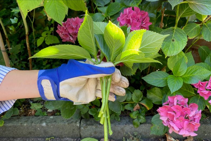 Healthy Leaves Matter More Than A Perfectly Tidy August Shape