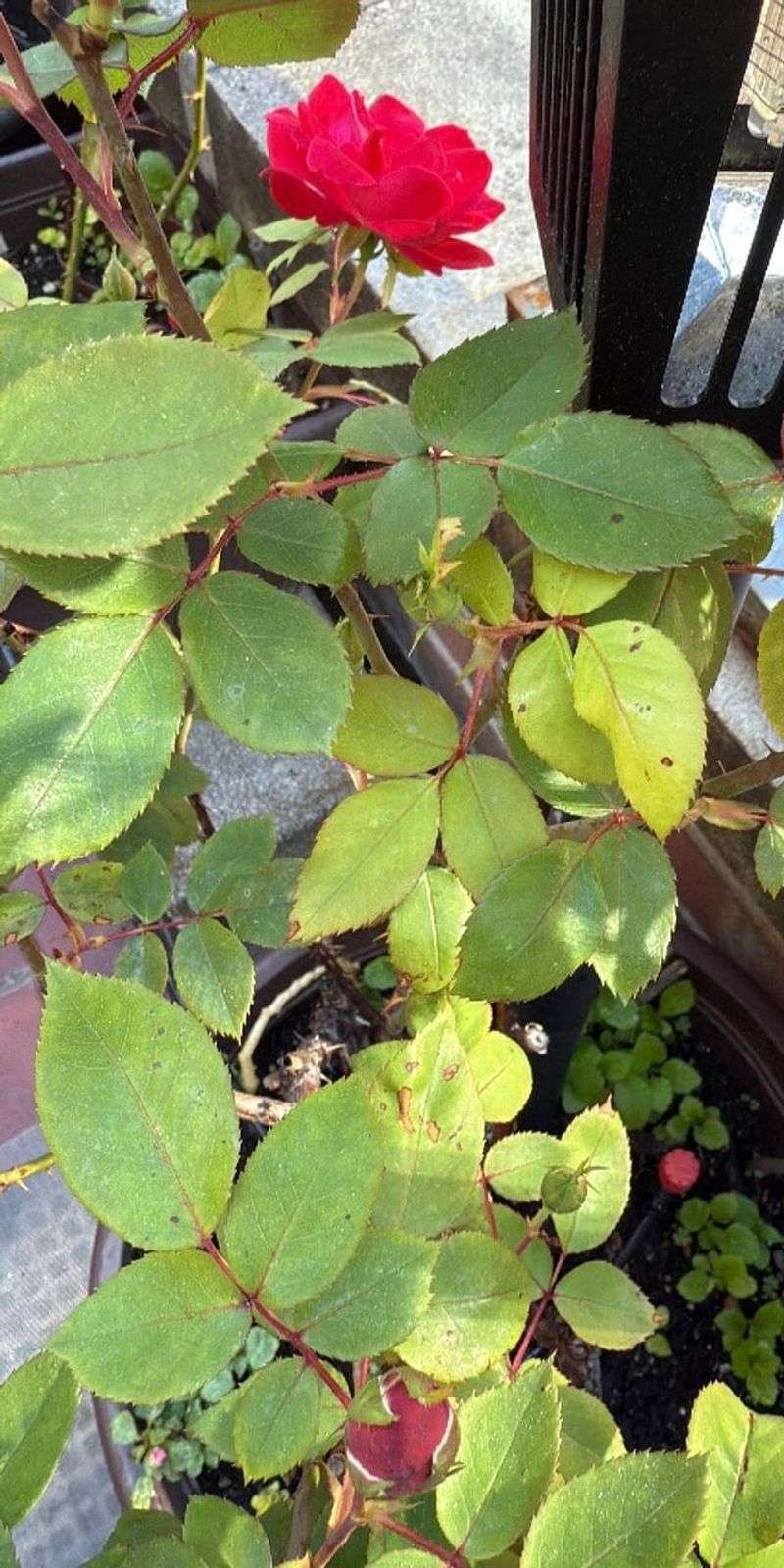 Healthy Leaves Matter More Than Chasing Every Spent Bloom