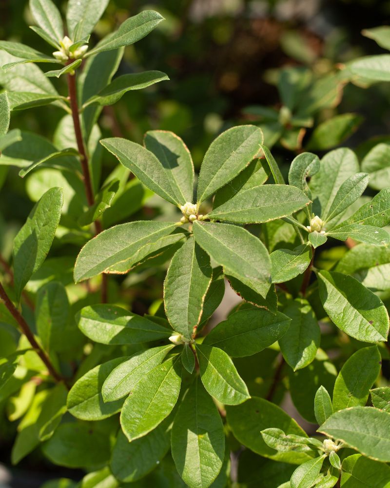 Healthy Leaves Support Flower Development