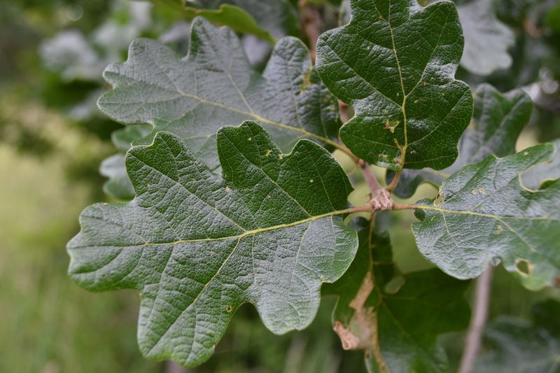 Healthy Looking Oaks Are Not Automatically Safe