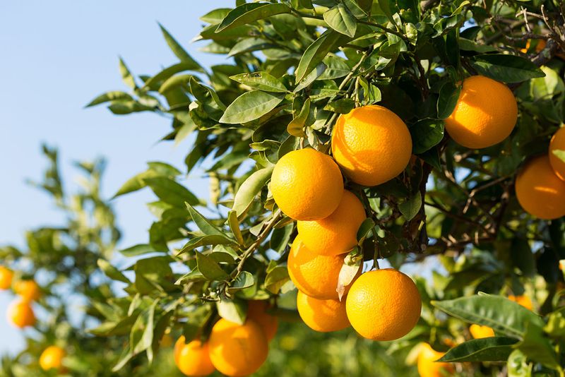 Healthy-Looking Trees Still Deserve Attention