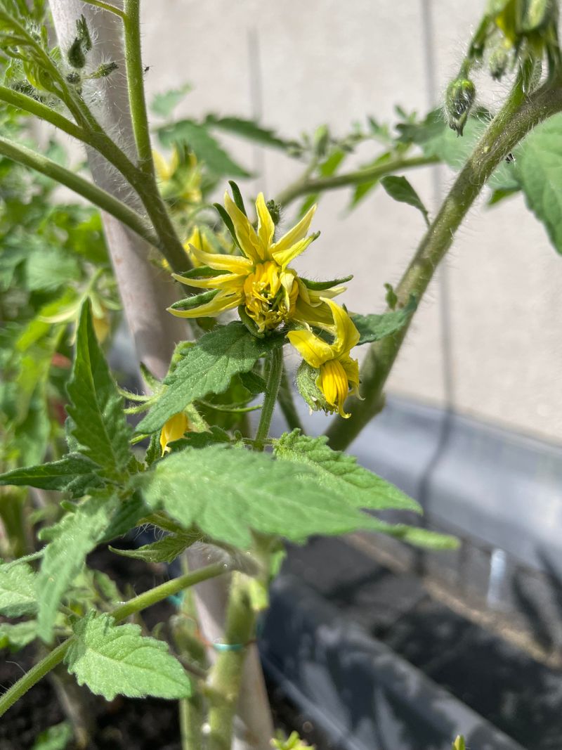 Healthy Pollen Is Essential For Fruit Development